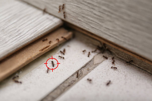 Best Flea Control Services  in Poydras, LA