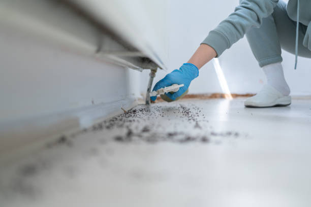 Best Insect Control  in Poydras, LA